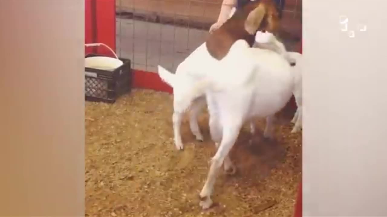 animal funny, animal funny video, Best animal funny video, animal fun,