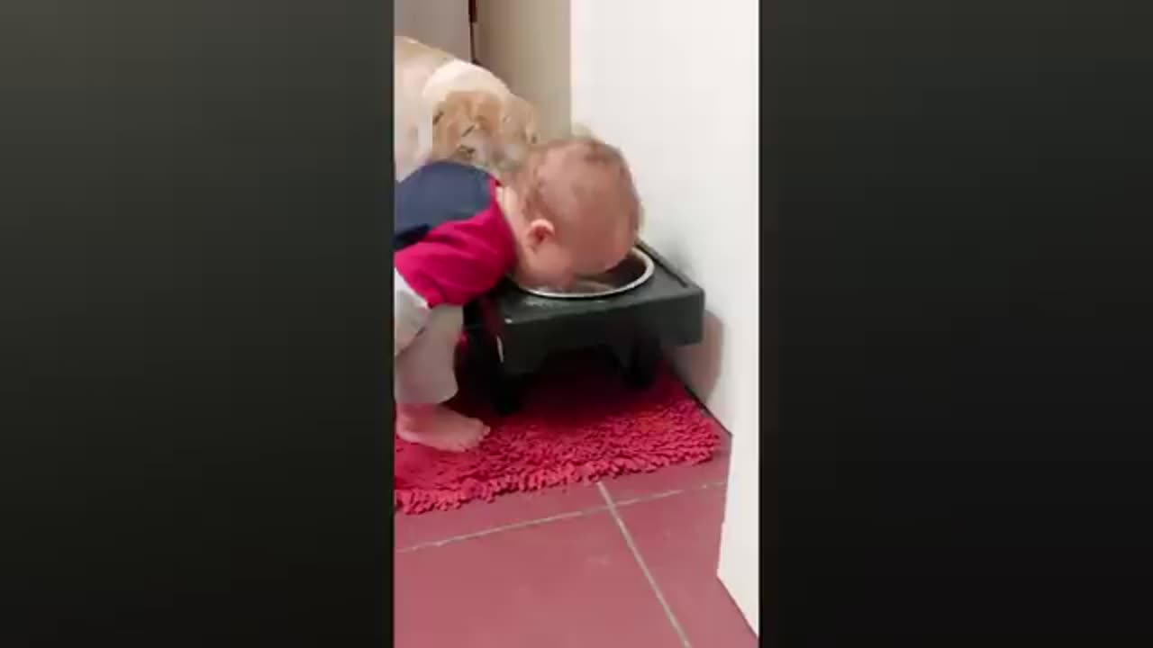 Funny babies playing with dogs compilation