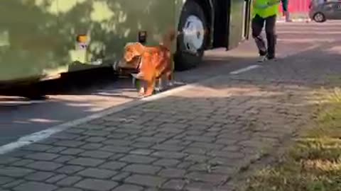 Amazing: Incredible Dog Rescues Kittens from Bus - Inspiring Story #shorts