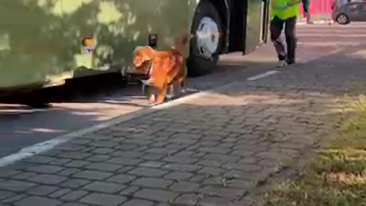Amazing: Incredible Dog Rescues Kittens from Bus - Inspiring Story #shorts