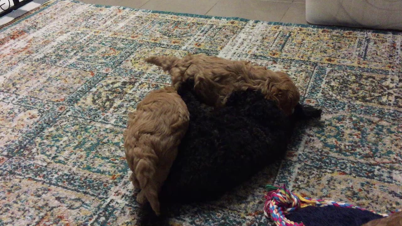 Cute Puppies 8