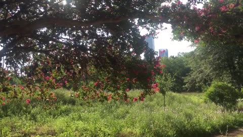 Let life be beautiful like summer flowers