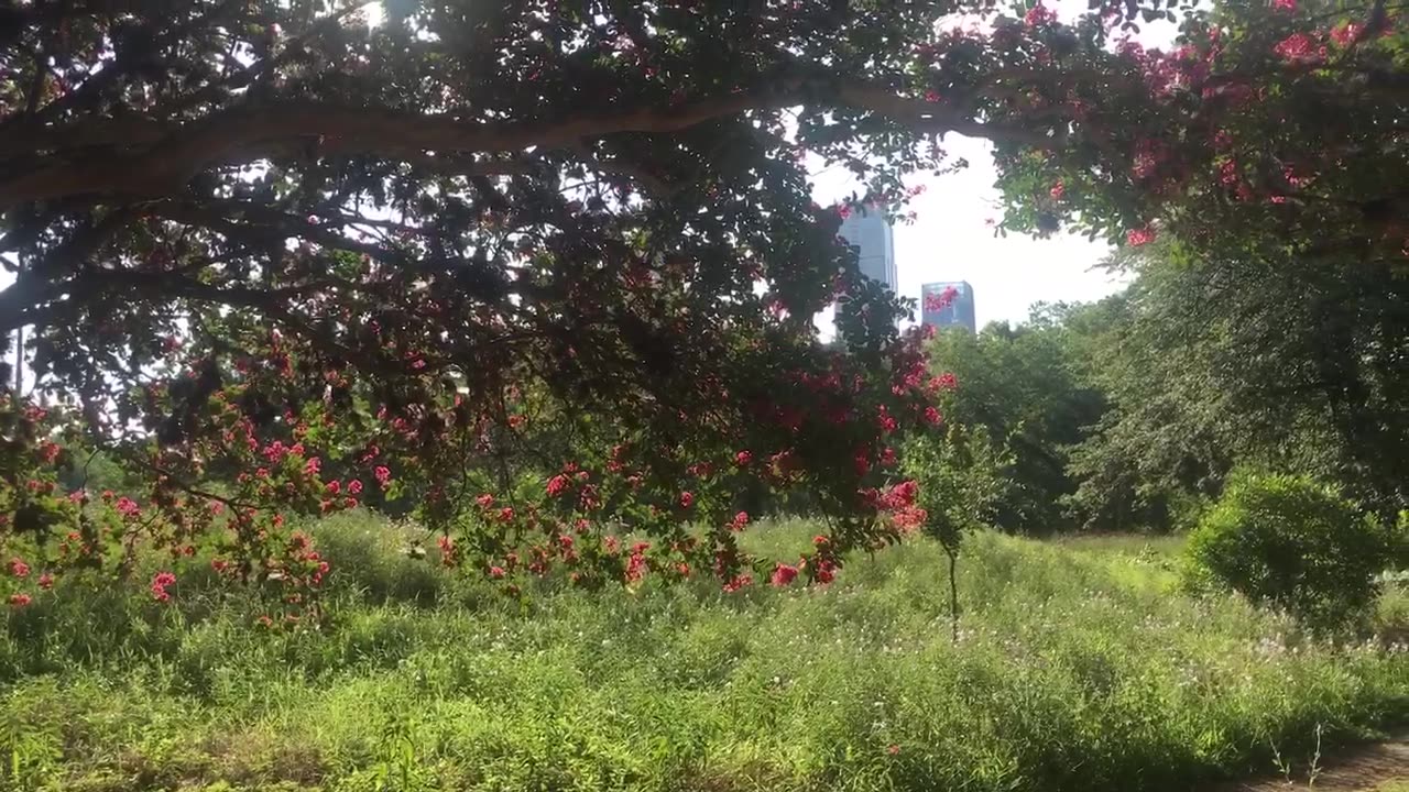 Let life be beautiful like summer flowers