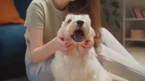 10 Signs Your Dog Absolutely Adores You - dog lovers
