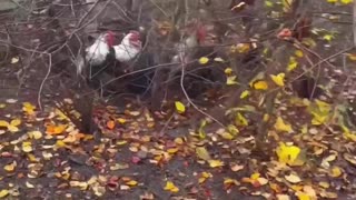 🇺🇦🏚️ Ukraine War | Elderly Family Forced to Leave Century-Old Home in Donetsk | RCF