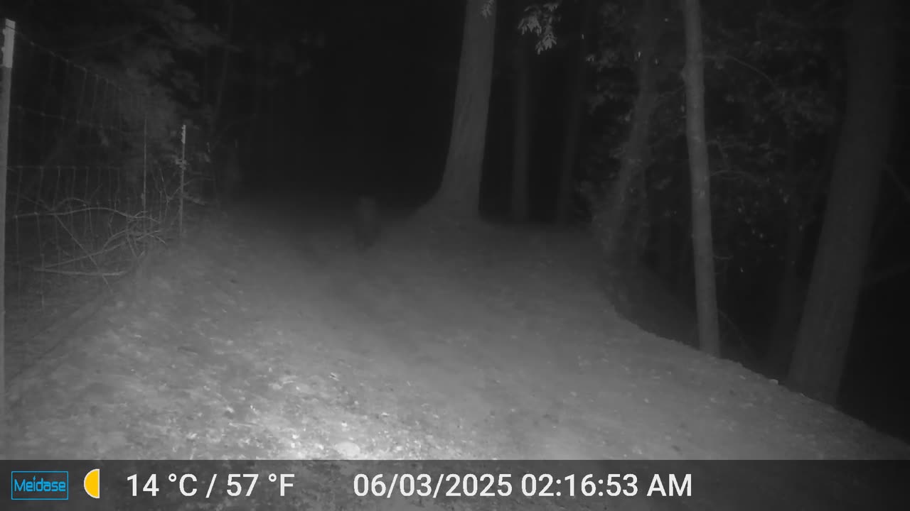 Bear - Oops there is a fence there...