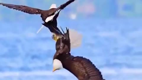 That’s amore eagles mating ritual