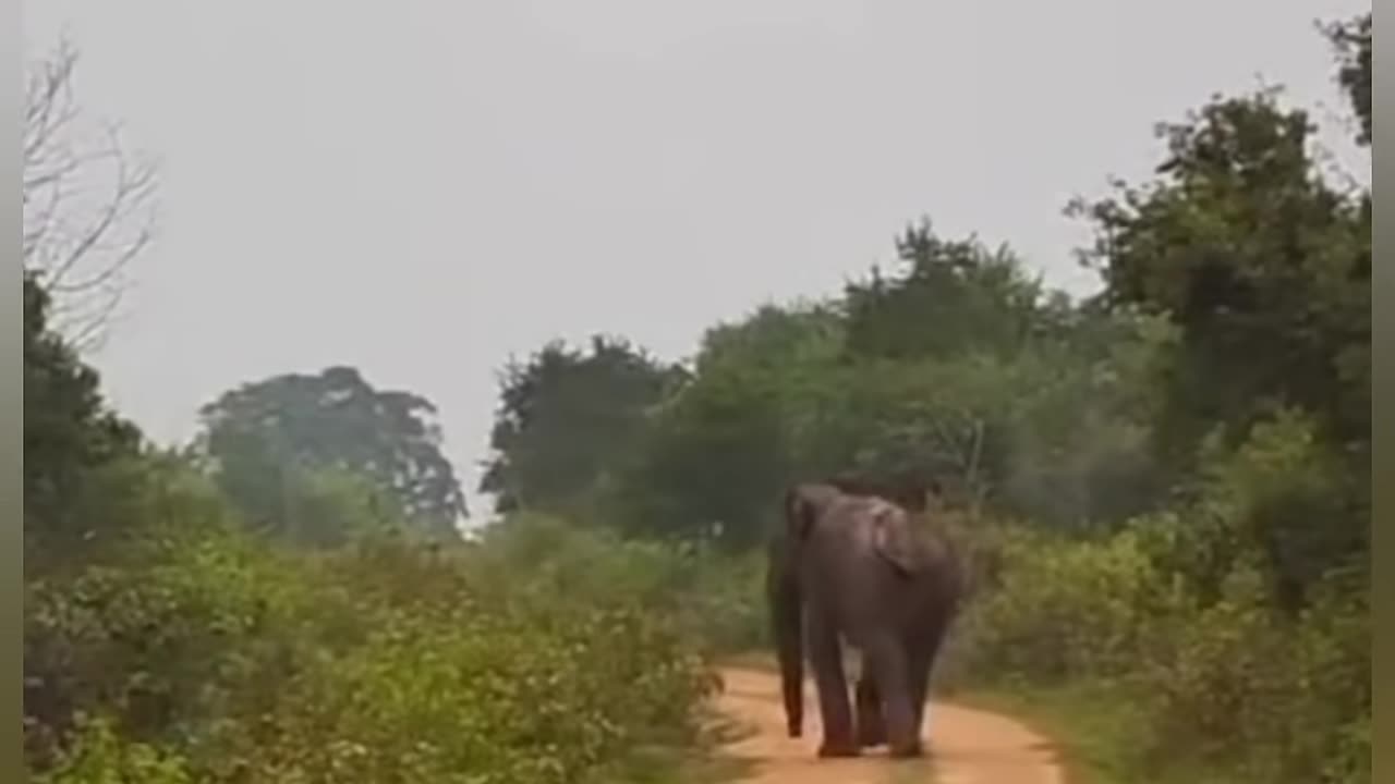 Elephant