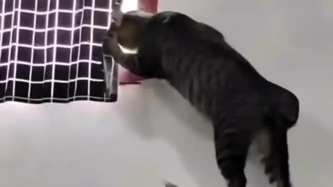 the funny cats🐾✨