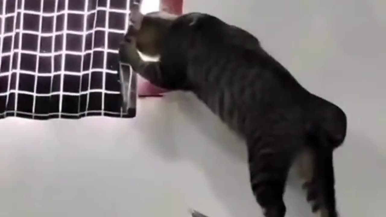 the funny cats🐾✨