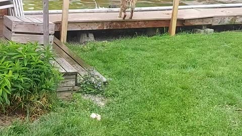 Lucy meets Goose