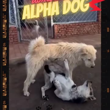 You'll Never Believe This is the Alpha Dog – Real Alpha Behavior Caught on Camera!