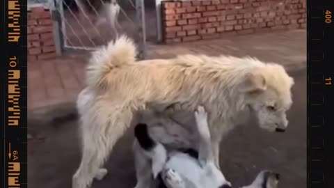 You'll Never Believe This is the Alpha Dog – Real Alpha Behavior Caught on Camera!