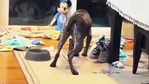 Coward