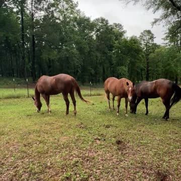 Better then a lawn mower