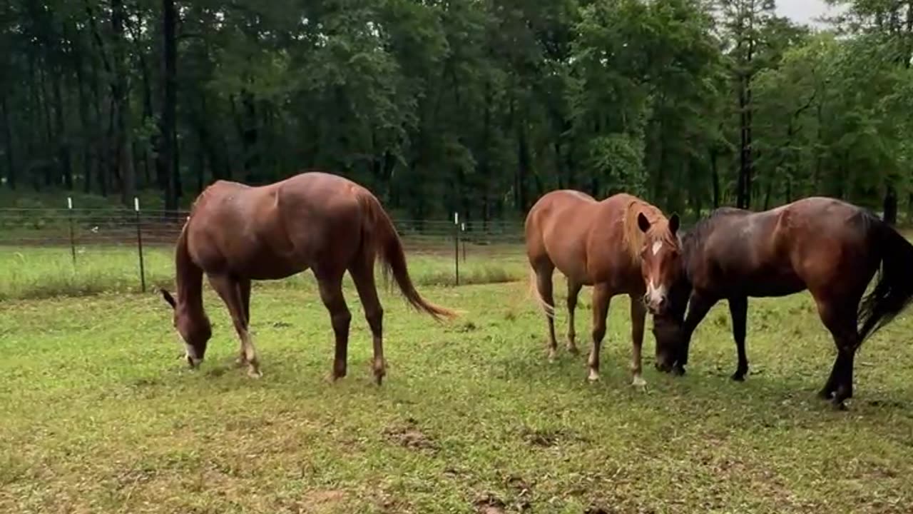 Better then a lawn mower