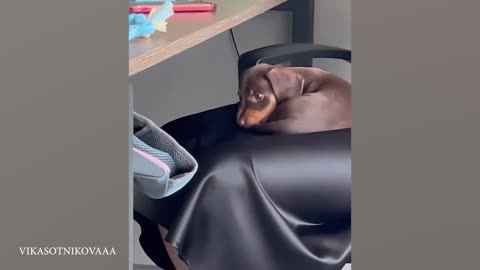 Cutiest puppies of the month :)