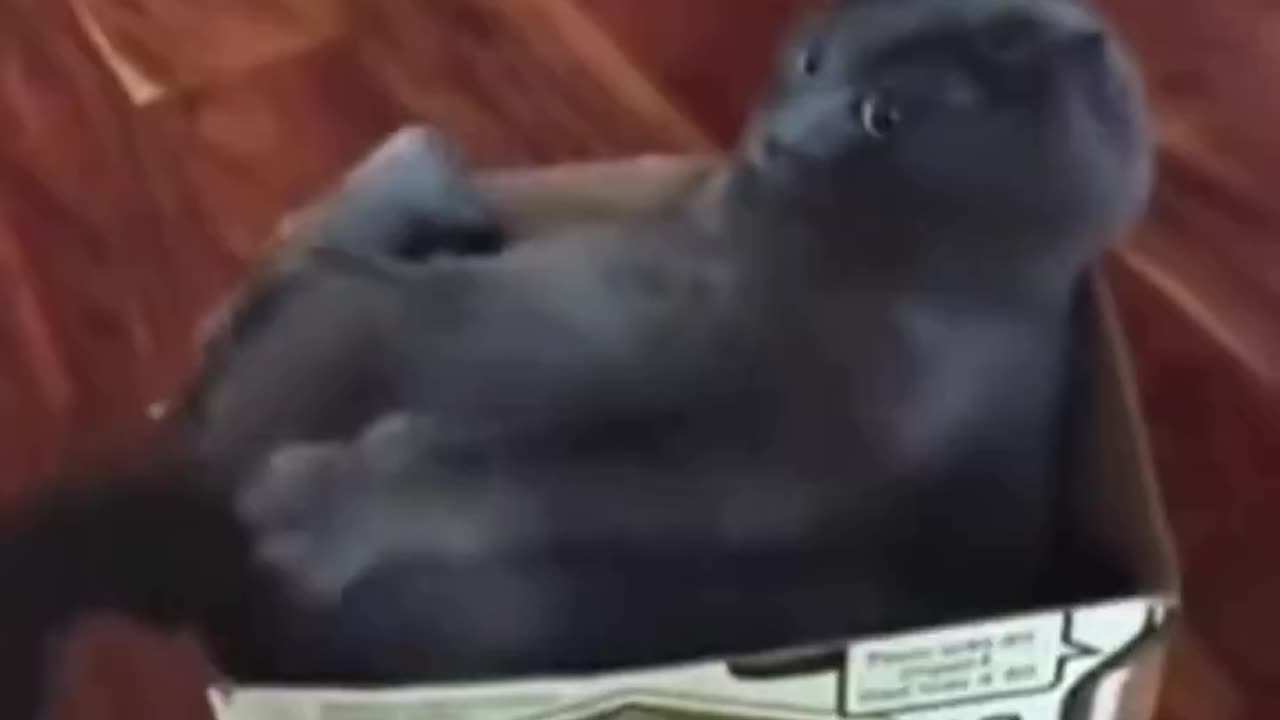 Best funny moments 2025