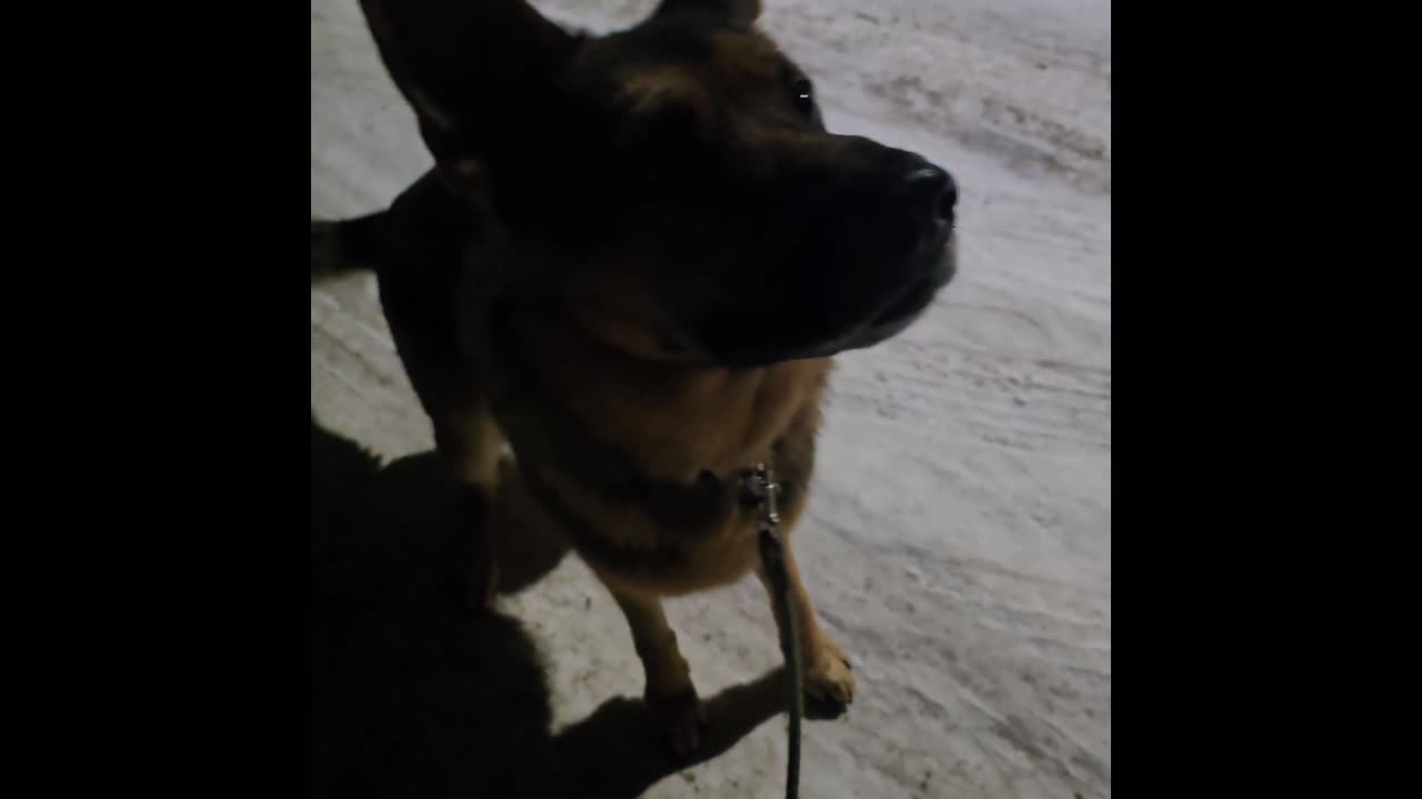 Virgil german shepherd.