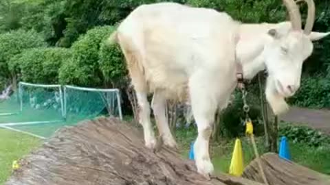 かわいい山羊さんの芽衣ちゃんの映像
