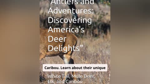 Antlers and Adventures: Explore America’s Majestic Deer