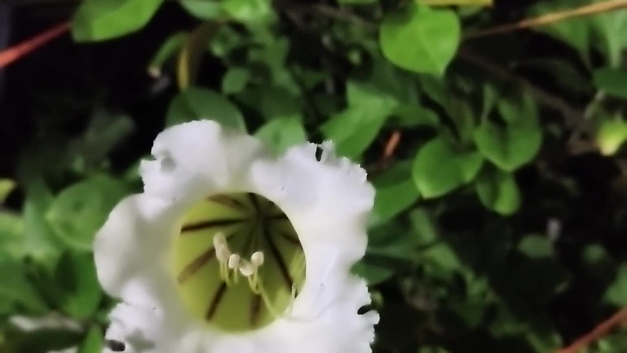 Golden Chalice blooms