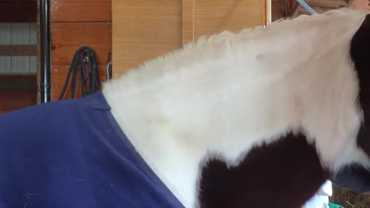 Introducing myself and my equine partner