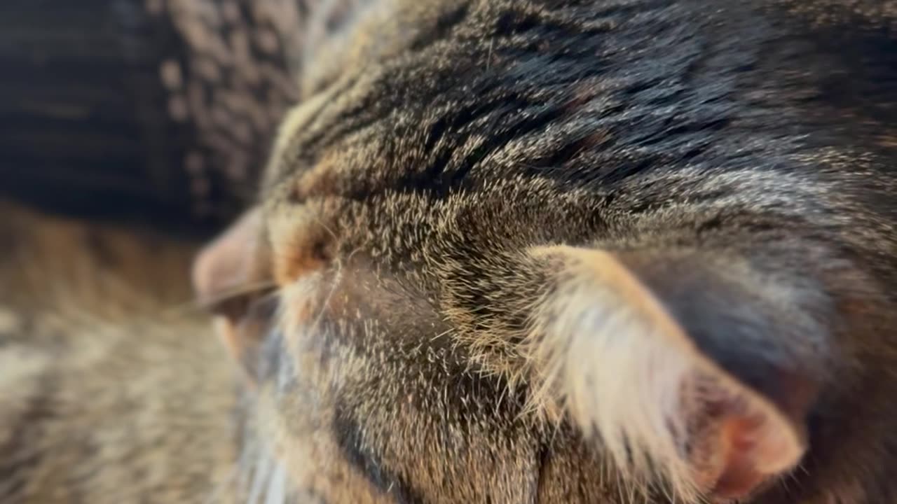 Cat Puts Pause On Computer Work