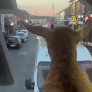 Ireland Wake up Now Mass Deportation #IrishLivesMatter