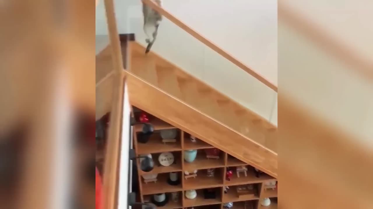 Epic Cat vs Dog Showdown 🐱🐶 | Funny Pet Fight Compilation