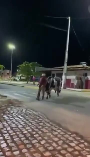 In Brazil, a drunk was lost and his own bull went to look for him and took him home.