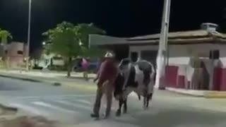 In Brazil, a drunk was lost and his own bull went to look for him and took him home.