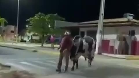 In Brazil, a drunk was lost and his own bull went to look for him and took him home.