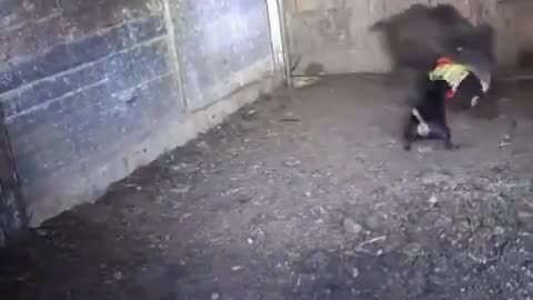 Jagd struggling to gain control on boar
