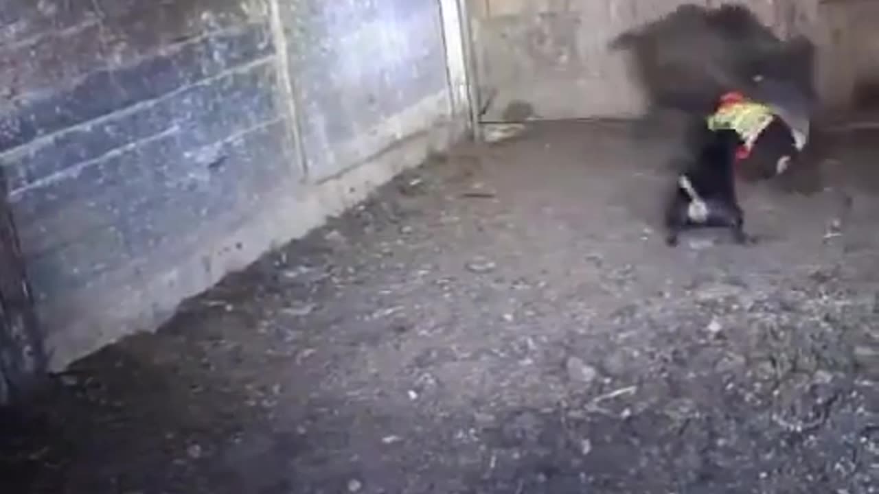 Jagd struggling to gain control on boar