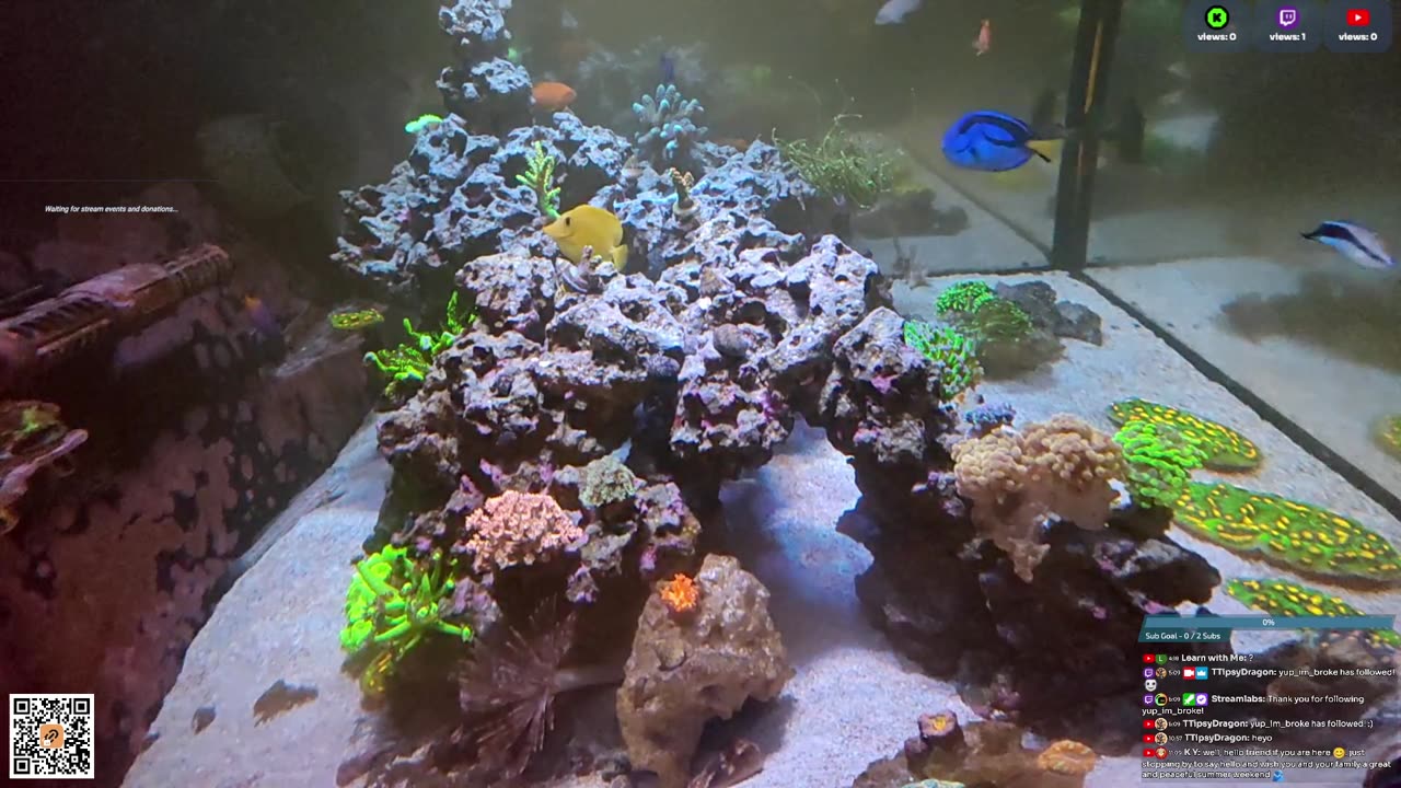 24/7 Real Live Reef Stream