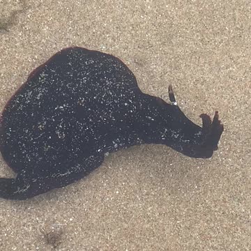 Amazing creature - El Ouatia - Tan-Tan