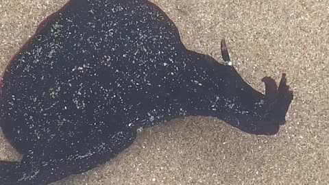 Amazing creature - El Ouatia - Tan-Tan