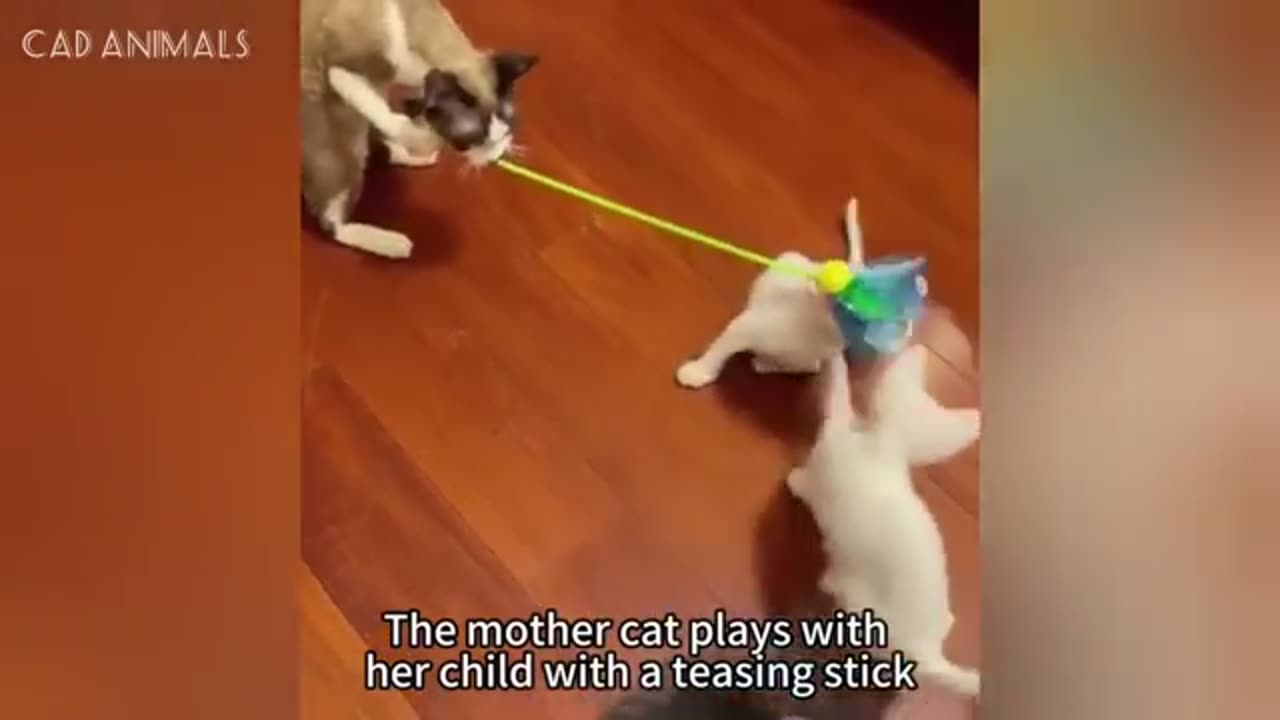 TRY NOT TO LAUGH 😆 Best Funny Videos Compilation 😂😁😆 Memes.