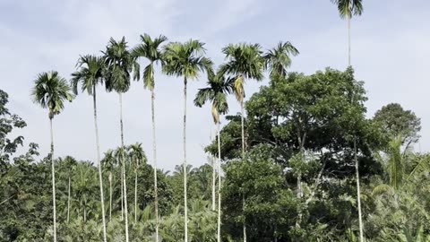 Sunny Day in a Coconut Plantation | Tropical Calm & Beauty