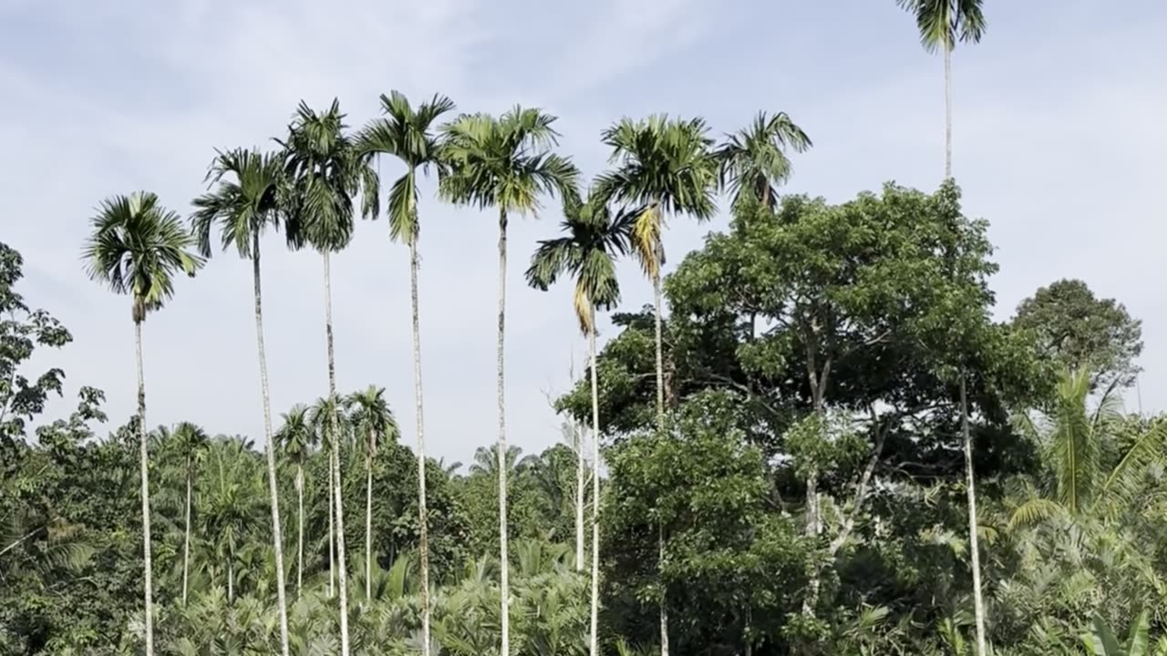Sunny Day in a Coconut Plantation | Tropical Calm & Beauty