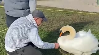 This kind man rescued a swan that was stuck in a fence