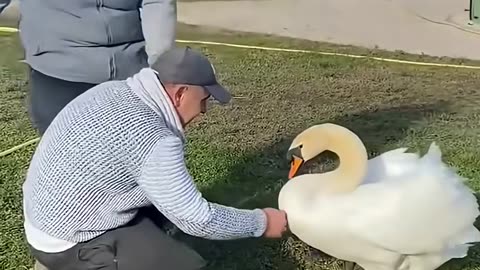 This kind man rescued a swan that was stuck in a fence