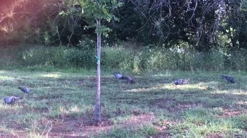 The birds have found their favourite foods before.