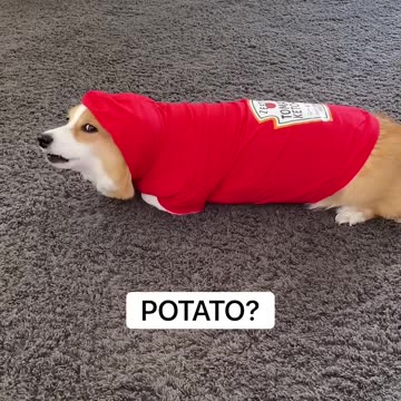 Talking Dog Thinks He is a TOMATO! #shorts #corgi