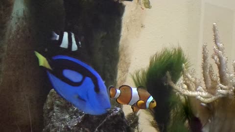 More of the aquarium