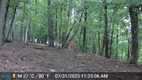 The Woods – 08/01/2025