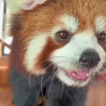Cute little red panda bear