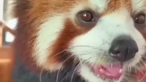Cute little red panda bear