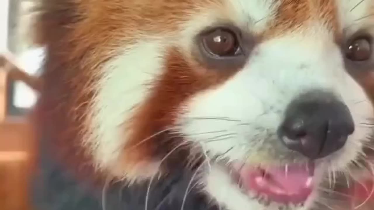 Cute little red panda bear